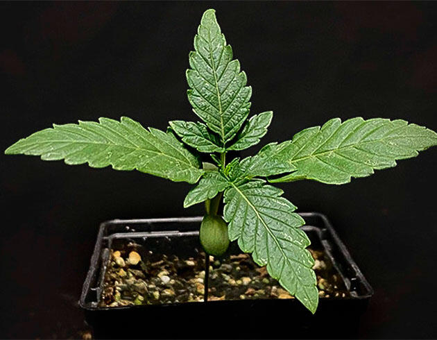 Старт цикла выращивания марихуаны Росток сорта конопли Amnesia Zkittlez Auto