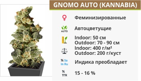 Gnomo Auto (Kannabia) Gnomo Auto (Kannabia)