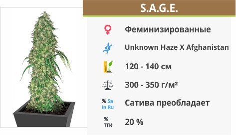 S.A.G.E