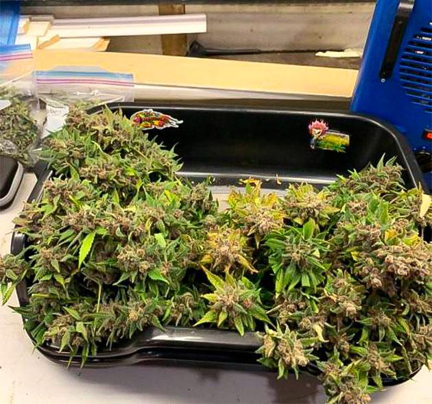 Харвест каннабиса Собранный урожай сорта Purple Lemonade Auto