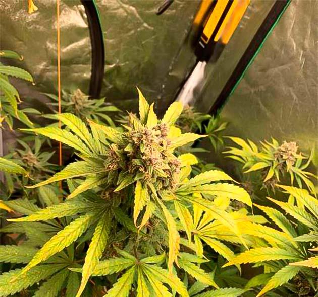 Финальная неделя цветения Purple Lemonade Auto Крупные фиолетовые соцветия Purple Lemonade Auto