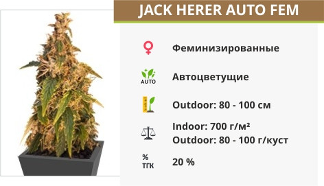 Сорт конопли Jack Herer Jack Herer fem от GHS