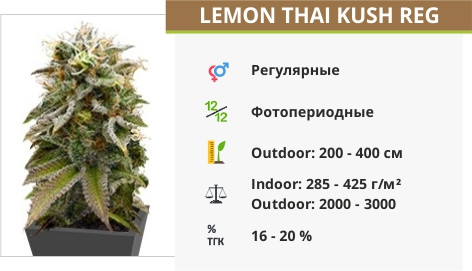 Сорт конопли Lemon Thai Kush Lemon Thai Kush reg от Humboldt Seeds