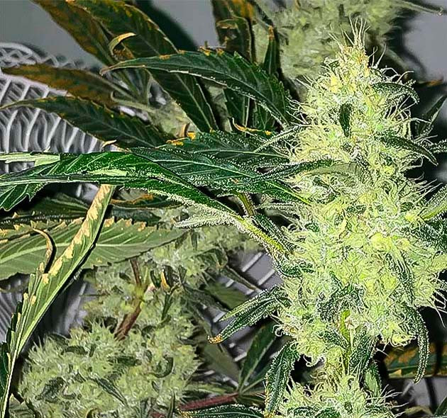 Нестабильные показатели у pH 17 неделя роста сорта Bruce Banner #3
