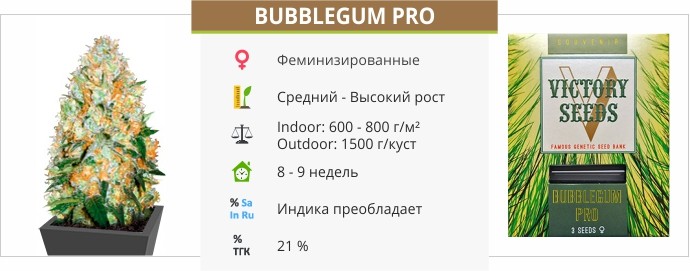 Bubblegum Pro Bubblegum Pro