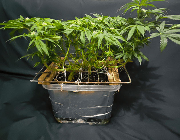 Стресс конопли Сетка ScrOG