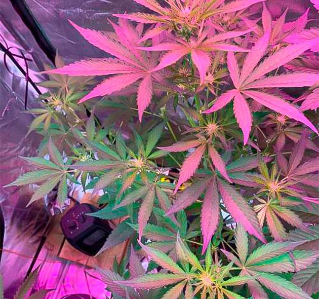 Быстрый рост Purple Lemonade Auto Конопля ростом 120 см
