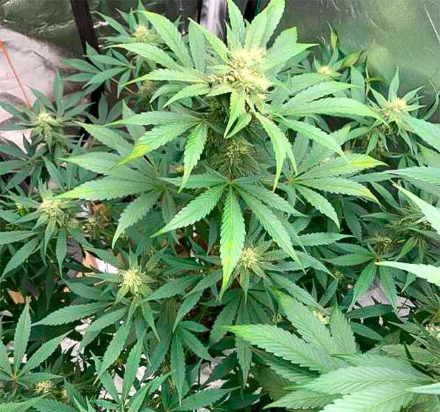 Появление фиолетового окраса у конопли Рост сорта конопли Purple Lemonade Auto на 7 неделе