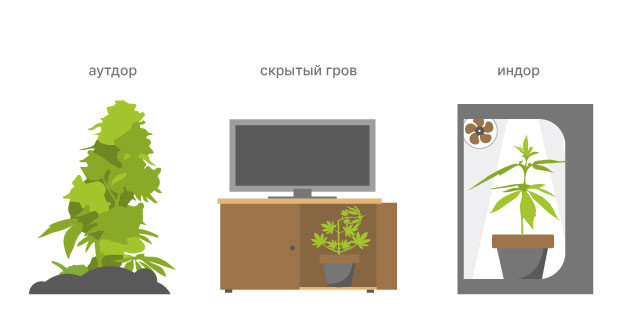 Сколько растет конопля индика Жизненный цикл индики