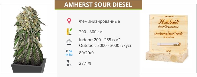 Amherst Sour Diesel