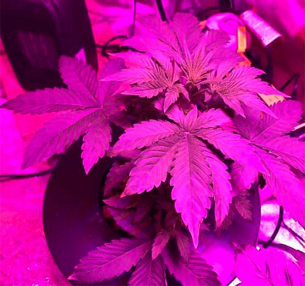 Активное потребление раствора и стабильное развитие марихуаны Purple Lemonade Auto на третьей неделе вегетации