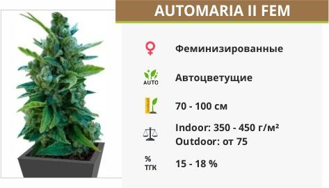 Сорт марихуаны Automaria II Automaria II fem (Paradise Seeds)