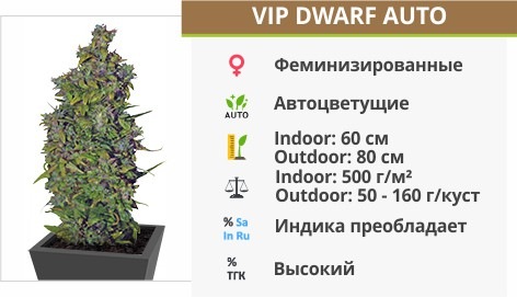 VIP Dwarf Auto VIP Dwarf Auto