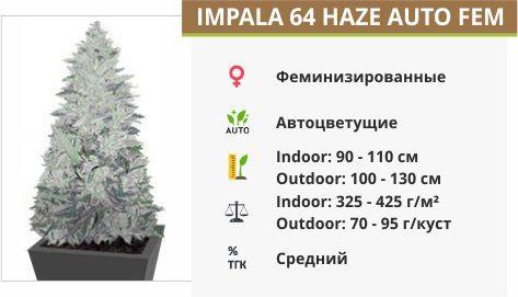 Сорт конопли Impala 64 Haze Auto Impala 64 Haze Auto fem