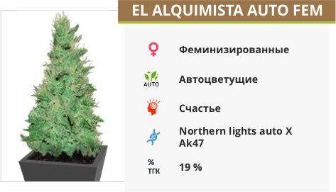 El Alquimista Auto fem (Samsara Seeds)