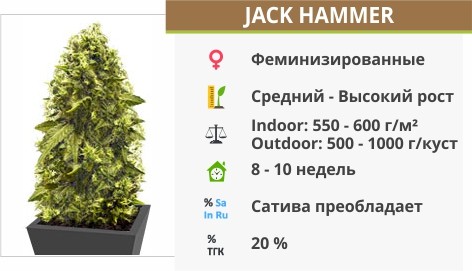 Jack Hammer Jack Hammer