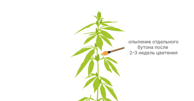 Опыление конопли Использование кисточки для опыления