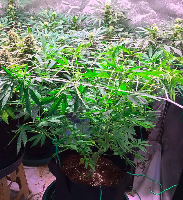 Куст Grandaddy Purple ростом 40 см