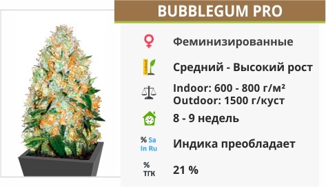 Bubblegum Pro Bubblegum Pro