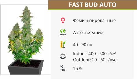 Сорт марихуаны Fast Bud Auto Fast Bud Auto от Sweet Seeds