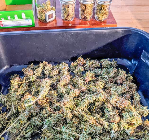 Общие впечатления о грове сорта конопли Gorilla Glue Auto Харвест конопли