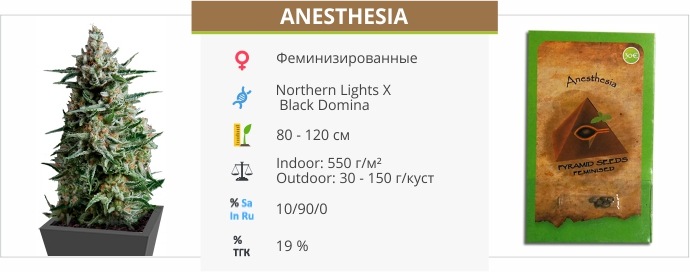 Anesthesia Anesthesia