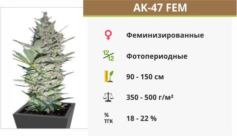 Сорт конопли AK-47 AK-47 fem (Serious Seeds)