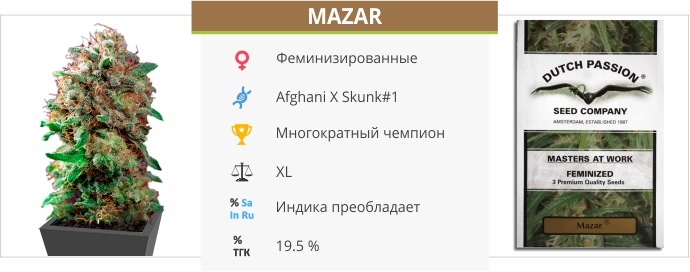 Mazar Mazar