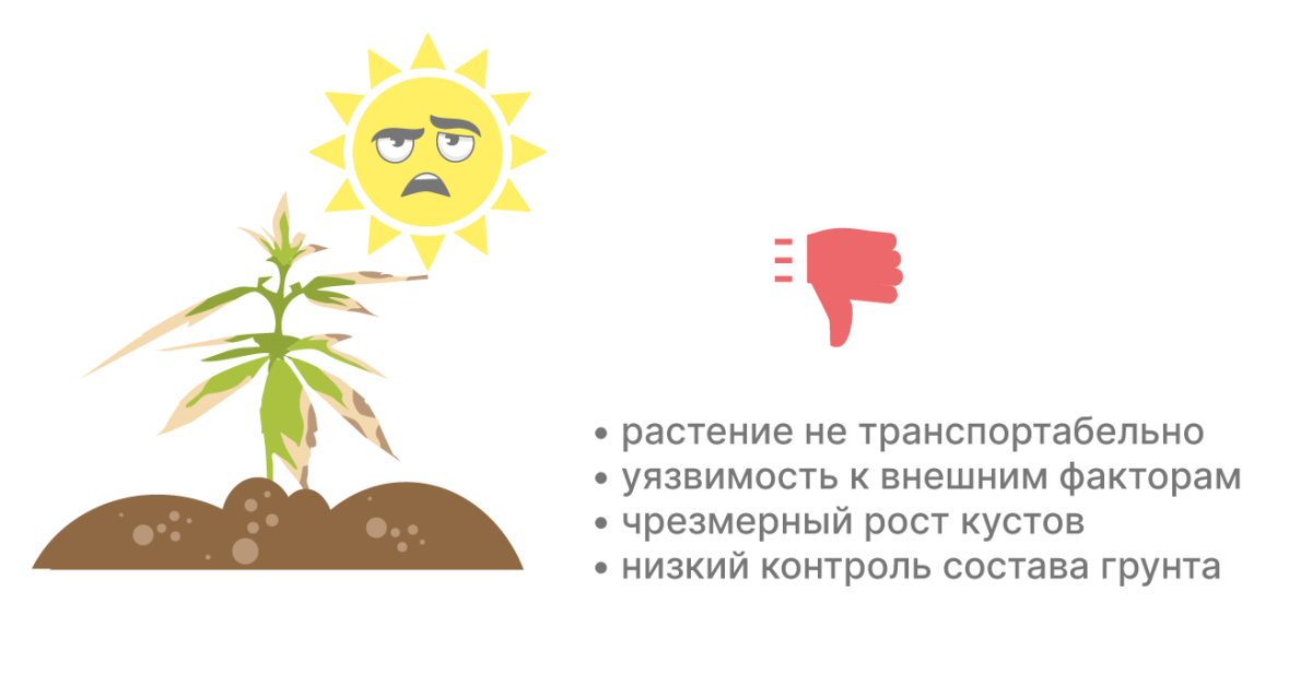 Минусы выращивания конопли в грунте Недостатки выращивания в грунте