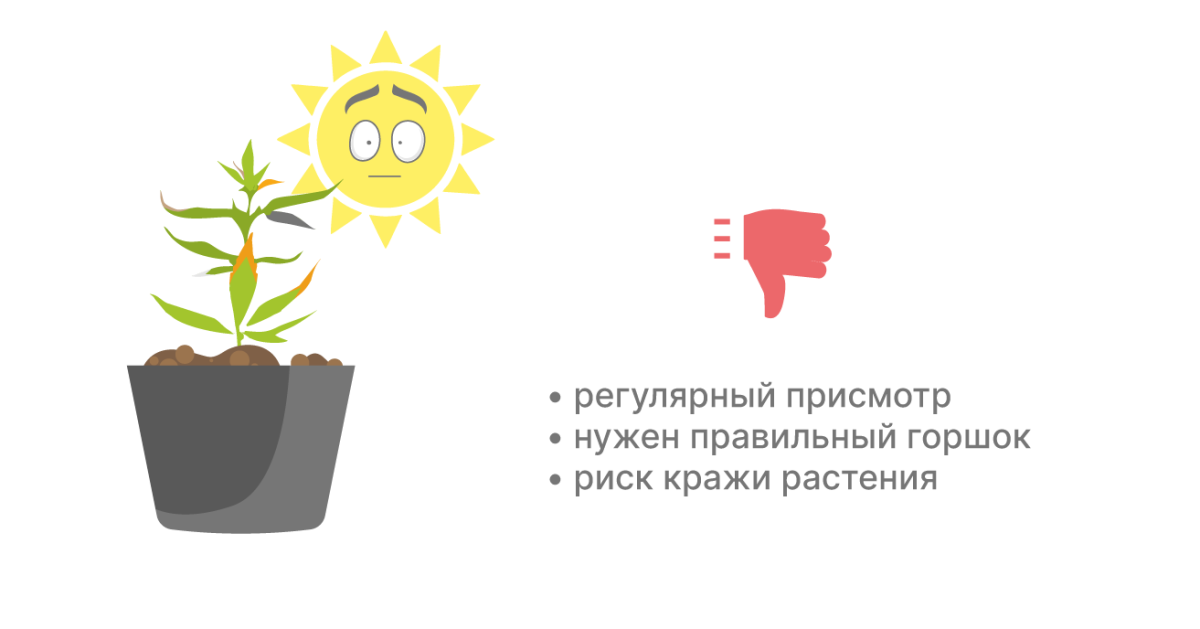 Недостатки выращивания конопли в горшках Минусы выращивания в горшке