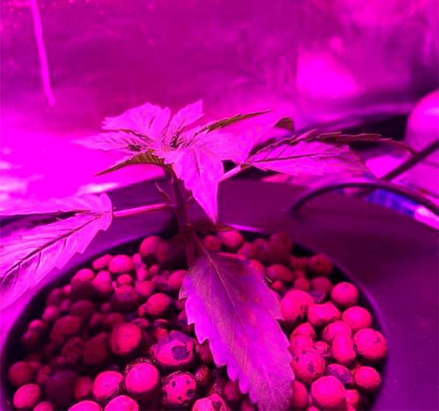 Начало питания и укрепление корней марихуаны Purple Lemonade Auto на второй неделе вегетации