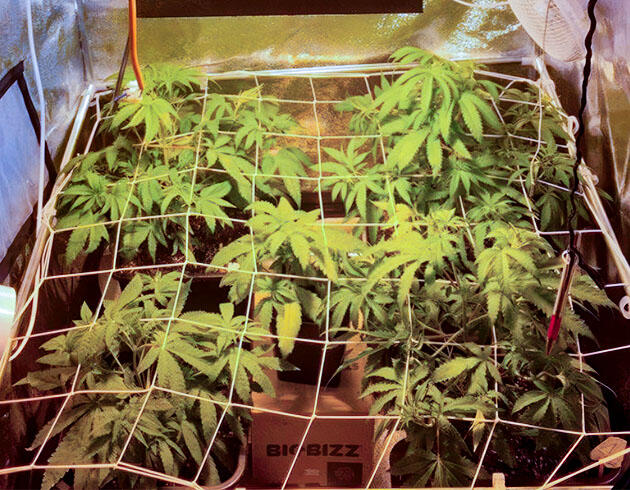 Интенсивная вегетация и контроль роста конопли Конопля под сеткой ScrOG