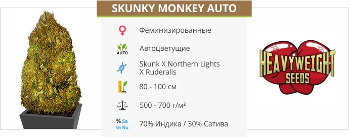 описание сорта Skunky Monkey Auto описание сорта Skunky Monkey Auto