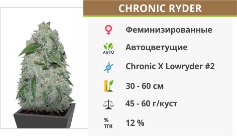 Chronic Ryder auto (Doctor’s Choise) Chronic Ryder auto (Doctor’s Choise)