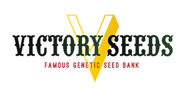 Мощная сатива от Victory Seeds Мощная сатива от Victory Seeds