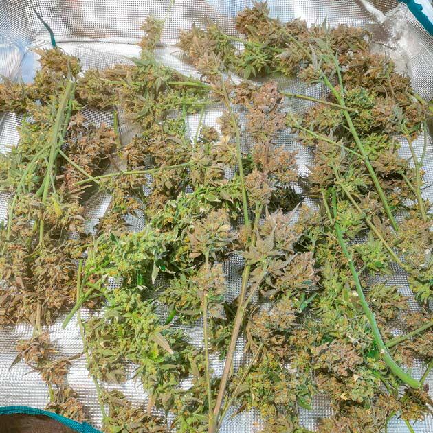 Общие впечатления о грове сорта конопли Zkittlez Auto Харвест марихуаны