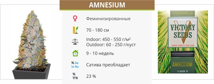Amnesium Amnesium