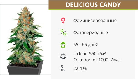 Сорт марихуаны Delicious Candy Delicious Candy от Delicious Seeds