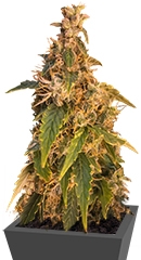 Jack Herer Auto fem (GHS)