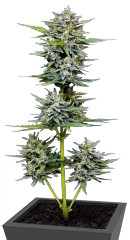 Vanilla Latte Auto fem (Humboldt Seed Company)