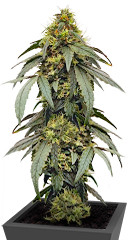 Polar Gelato by Sherbinskis fem (Silent Seeds)