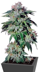 Pure Kush fem (GHS)