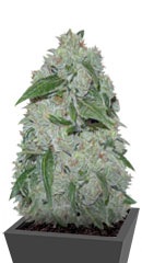 Chronic Ryder Auto fem (Doctor’s Choiсe)