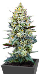 Cherry Cola Auto RF3 fem (FastBuds)