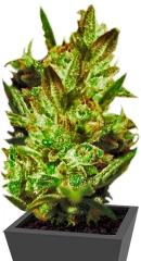 Super Critical Auto fem (GHS)