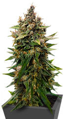 Frostbanger Auto F4 fem (FastBuds)