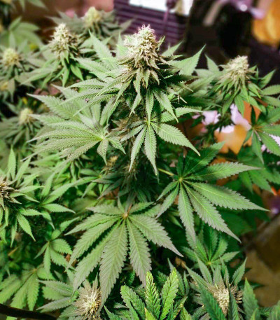 Lavanda Cream fem (Kalashnikov Seeds) семена конопли