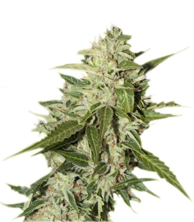 Auto Mazar fem (Dutch Passion) семена конопли