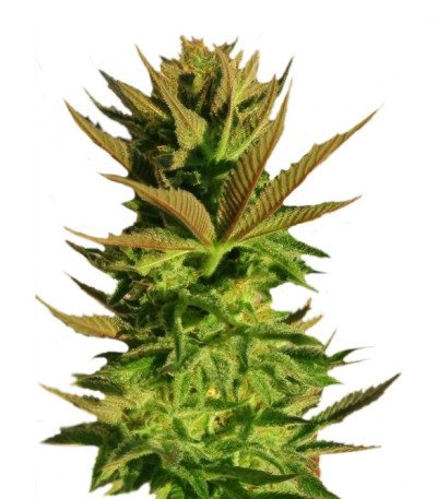 B. Lee Auto fem сорт конопли