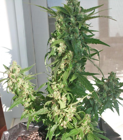 Doctor’s Choice #1 Auto fem семена конопли